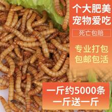 ����x���x�S���x���w���x�ӽ����~ϐ�Ӟ�����ü�Bʳʯ����ϰ��]