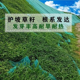 Lawn Seeds, Soil-Fixing Slope Protection, Grass Seeds, Community Projects, Mine Greening, Ryegrass, Cold-Resistant Re-Greening, Mixed-Seeded Shrubs
