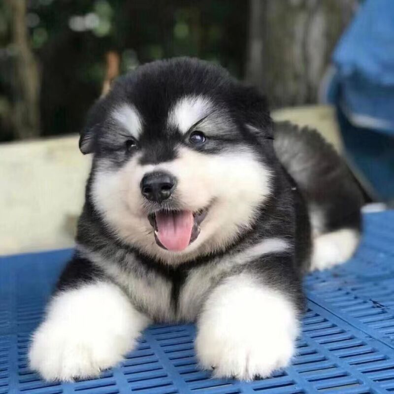 Wholesale Alaska Puppies Live Dogs Puppies Large Double Bloodline Sled Dogs Guard Dogs Working Dogs Pet Dogs