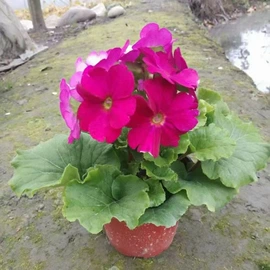 盆栽;一二年生花卉;灌木