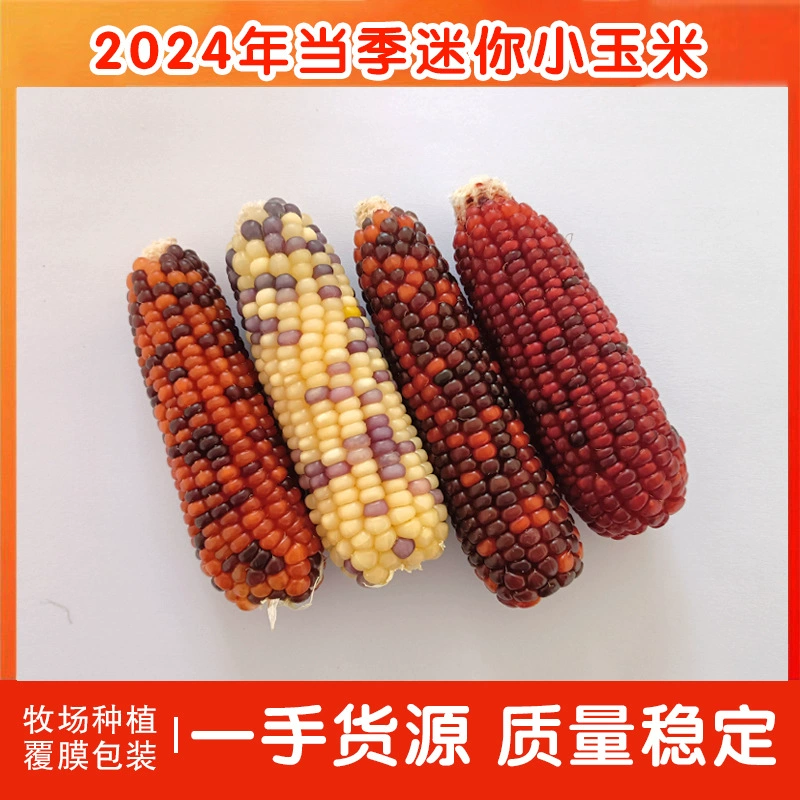 Сезонные мини-жевательные палочки из кукурузы среднего размера для хомяков, золотистых хомяков, кроликов и шиншилл, 24 года выдержки, полезные жевательные лакомства.