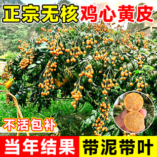 Seedless Chicken Heart Yellow-Skinned Seedlings, Pure Sweet Grafted Yellow-Skinned Fruit Tree Seedlings, Large Seedlings for Planting in the South, Potted Plants, Courtyard Plants