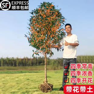 Osmanthus Saplings, Four-Season Osmanthus Flower Potted Plants, August Osmanthus Seedlings, Golden Osmanthus and Osmanthus, Courtyard Large Trees, Indoor with Florals, Easy to Maintain