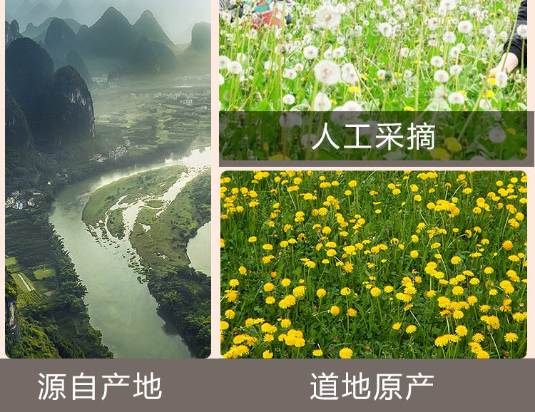 Dandelion Leaf Tea (Taraxacum mongolicum) — Dried Herbal Tea, 50g Jar in use
