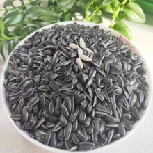 【批发】油葵新货黑珍珠小瓜子葵花子油葵籽鹦鹉鸟食仓鼠零食鸟粮