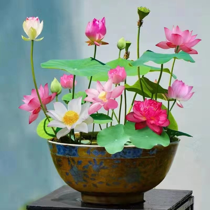 ボウル蓮水耕植物花屋内花は育てやすい四季咲き種子水育て蓮鉢植えリビングルーム睡眠国|undefined