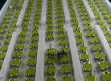 EC11Da ;a_P푔λ _P̫