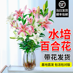 Hydroponic Plant Perfume Lily Potted Bouquet with Buds Indoor Living Room Florals Water-Raised Flower Arrangement Blooming in All Seasons