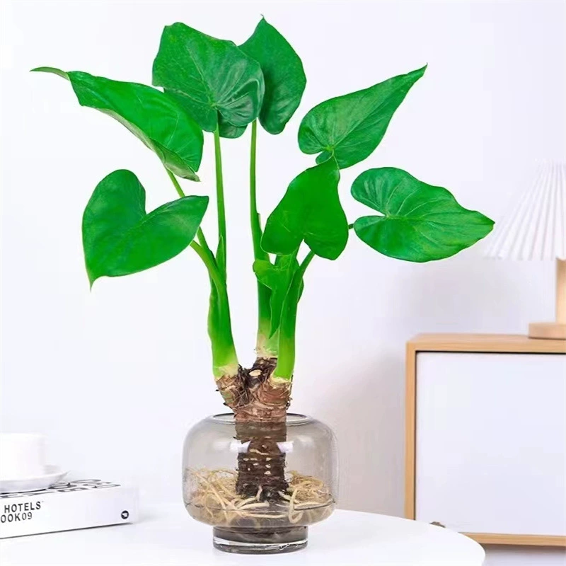 Капает вода Гуаньинь тысяча рук Гуаньинь зеленое растение Гидропоника Большие и мелкие растения Крытый рабочего стола Тень-стойкий Горшечное растение