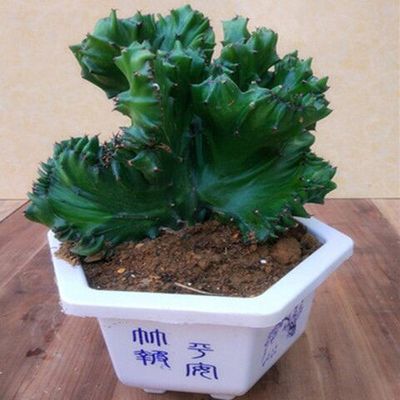 Jade Kirin Potted Plant Indoor Balcony Green Planting Flowers Kirin Palm Wuzhishan Fleshy Cactus with Root Red Kirin Flower