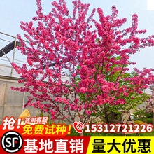 紫叶碧桃树苗庭院大型耐寒园林工程绿化风景树桃树红花碧桃树活苗