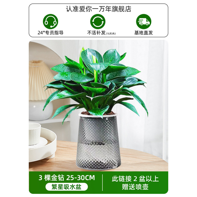 [핫뉴상품] 25-30cm 골드다이아몬드 3개 + 별빛 세면대 + 영양액 (2개 구매시 물병 증정)