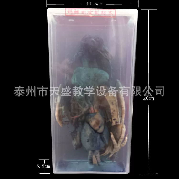 43004 голубь анатомии замачивания образец голубь анатомия модель биологического обучения модель