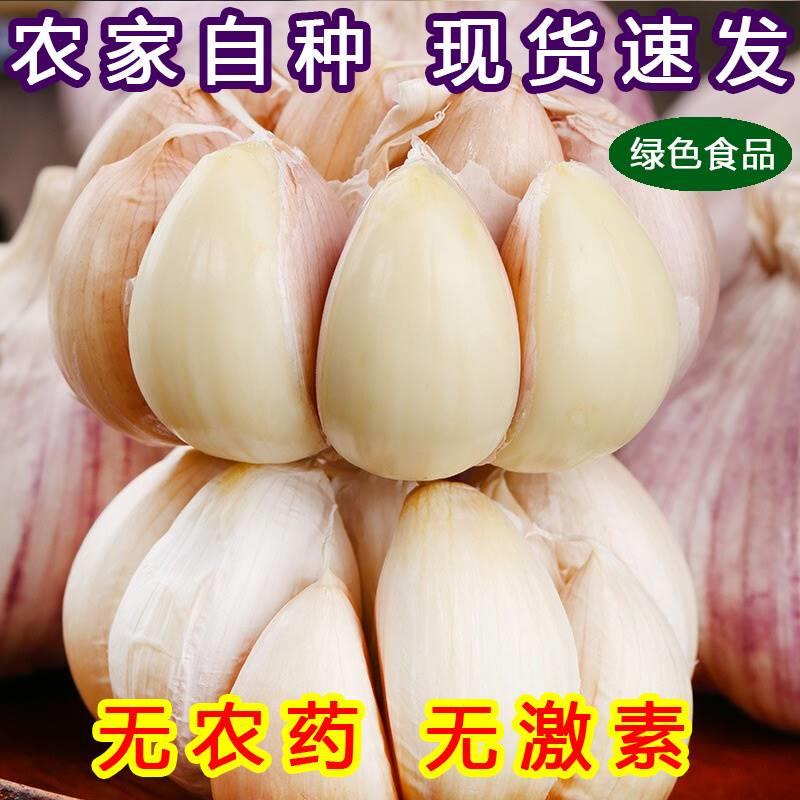 金乡大蒜 新鲜干大蒜头5斤装蒜种籽2023当季蔬菜紫皮特大10斤