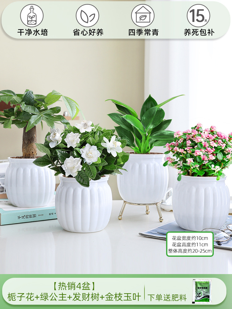 [베스트셀러 4화분] 치자나무 + 그린 프린세스 + 머니 트리 + 황금가지와 옥잎