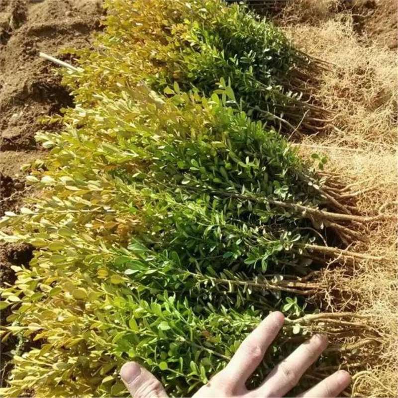 【跨境供货】瓜子黄杨种子小叶黄杨种子山黄杨种子万年青豆板黄杨