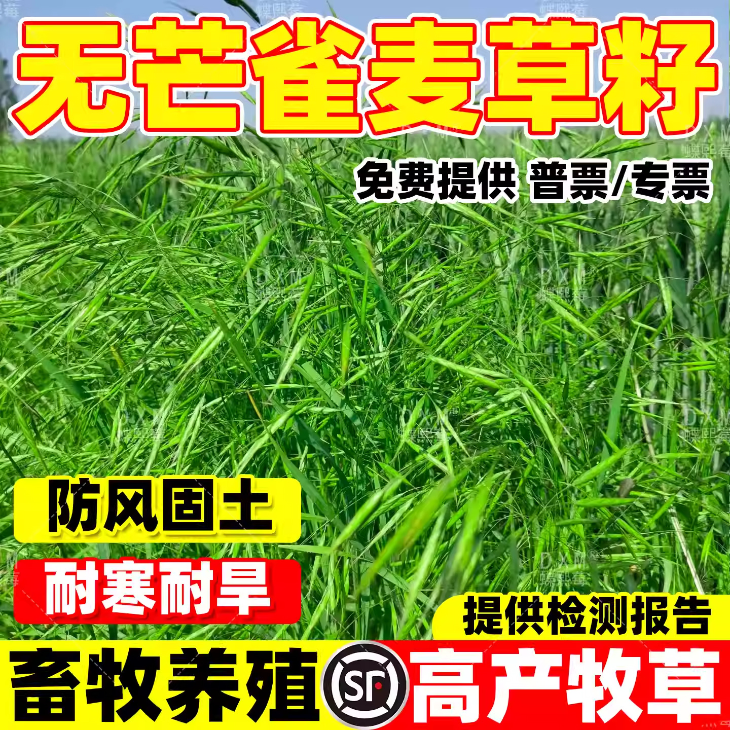 无芒雀麦草籽披碱草四季高产防风固沙耐盐耐碱老芒麦羊草绿化种子