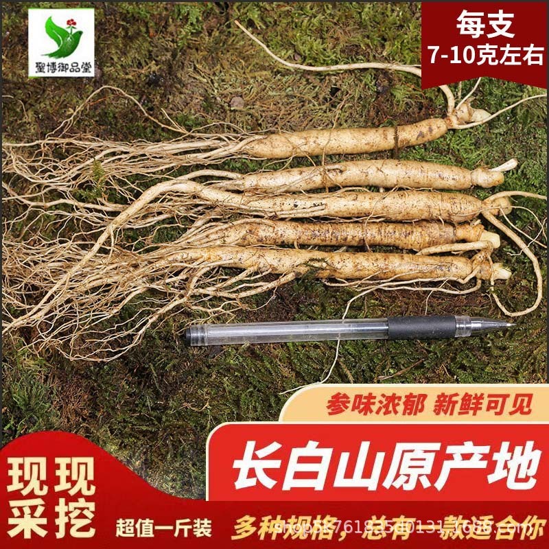 長白山高麗人参、掘りたて、売りたての高麗人参、東北名物、ワイン漬け、スープ、高麗人参、滋養ギフト、一世代高麗人参|undefined