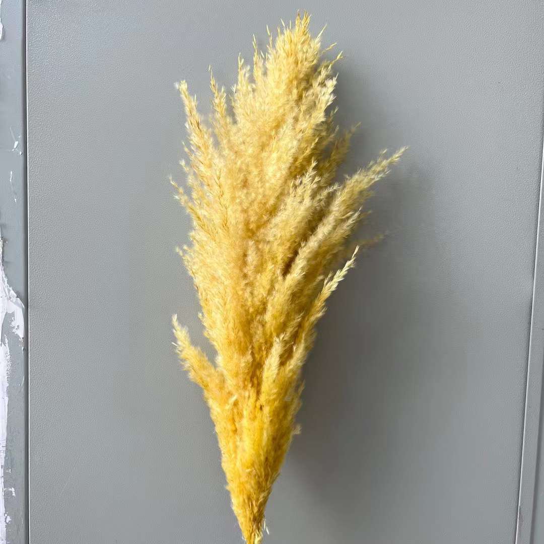 노란색(꽃 스파이크 50+)