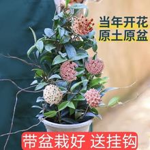 球兰花苗室内爬藤吊兰盆栽花卉绿叶花心兰大攀援植物