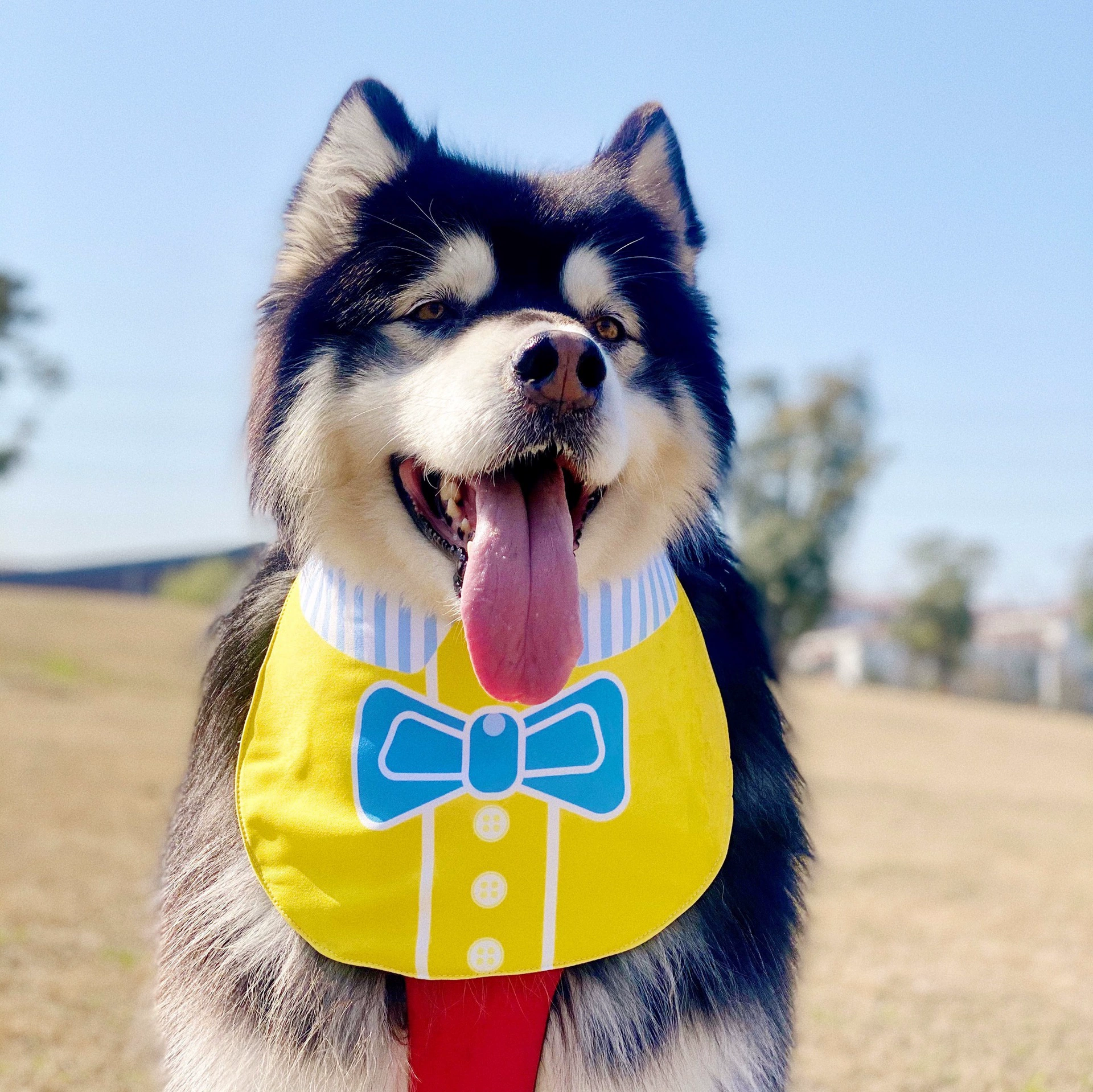 Домашние животные против слюны шарф маленький и крупный пес золотистый аляскинский милый детский сад