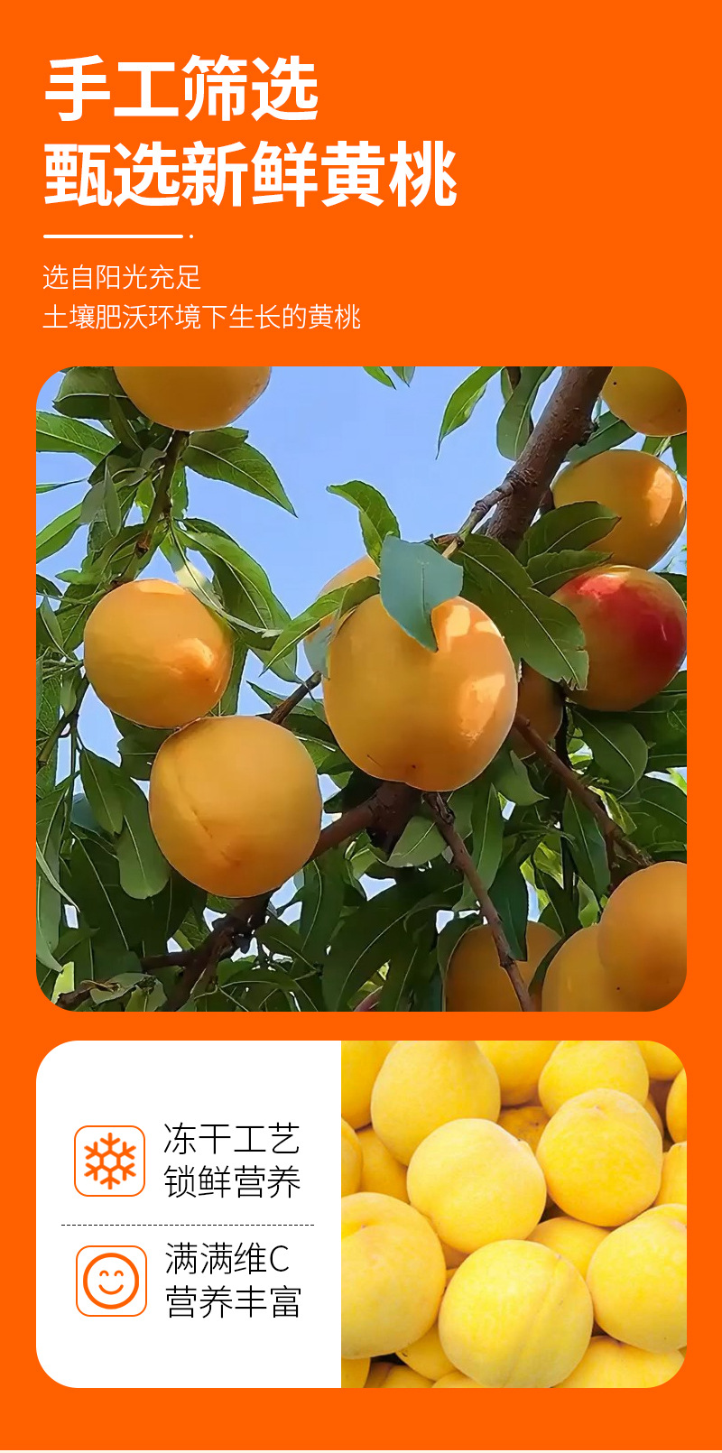Freeze-Dried Yellow Peach (Prunus persica) — 80g Jar, Crisp Fruit Snack quality and texture