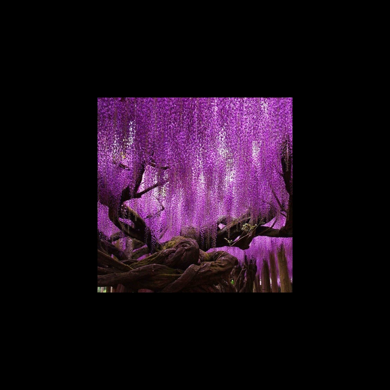 Семена вистерии, привитые многоквашечными висячими вьющимися растениями, разноцветные декоративные вьющиеся растения вистерии в дворах парков