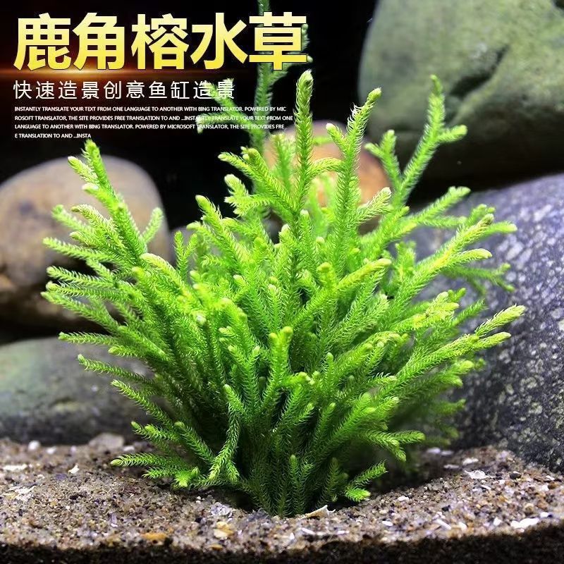 鹿角榕懒人水植物淡水无土耐低温苔藓鱼缸生态瓶雨淋缸造景