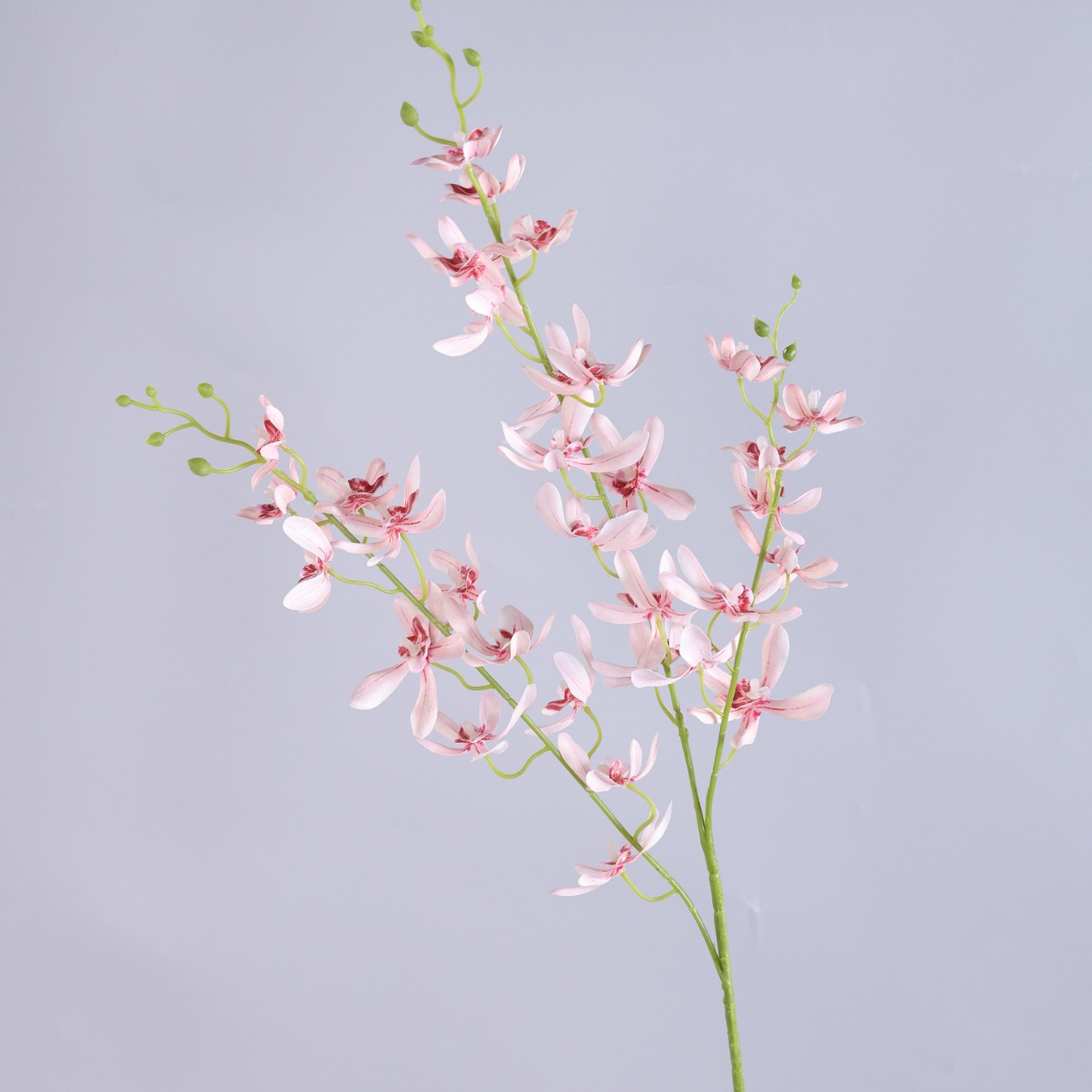 3-pronged mini phalaenopsis-champagne