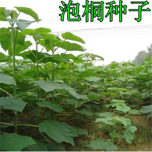 ��ͩ�N��3104�ϻ���ͩ��N�Ӵ󻨰׹���ͩ�N���p��ľ�Ę�N���׷N