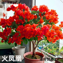 ����÷�ڻ������������~÷���ļ��҃�ͥԺ�̨�ͺ�����÷�Ϙ�ֱ�l