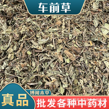 中药材批发 新货车前草 整株车前草颜色青货干平车前大量现货
