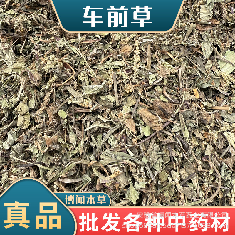 中药材批发 新货车前草 整株车前草颜色青货干平车前大量现货