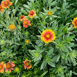 宿根花卉;一二年生花卉;灌木