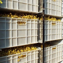大型豆芽机全自动商用智能豆芽机大容量黄豆生豆芽机花生芽催芽机