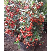 ��ɳ���辰���Ԙ䘶�Ϙ��Gֲ�^���^��ֲ���̨�͏dͥԺ������