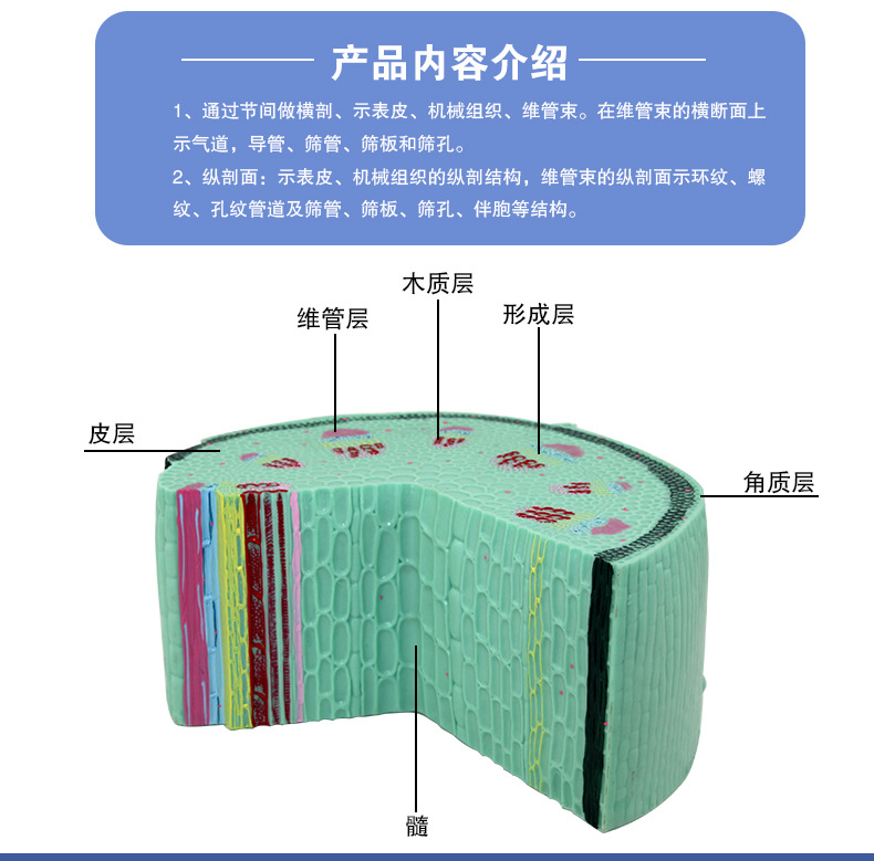 植物茎模型_06.jpg