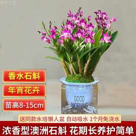 带多花苞浓香澳洲香水石斛兰花苗苔藓球浓易活好养常青花卉盆栽