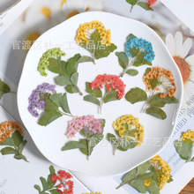 绣线菊带枝小水仙干花押花滴胶树脂贴花植物标本diy手工压花配件