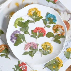 干花;贺卡;永生花