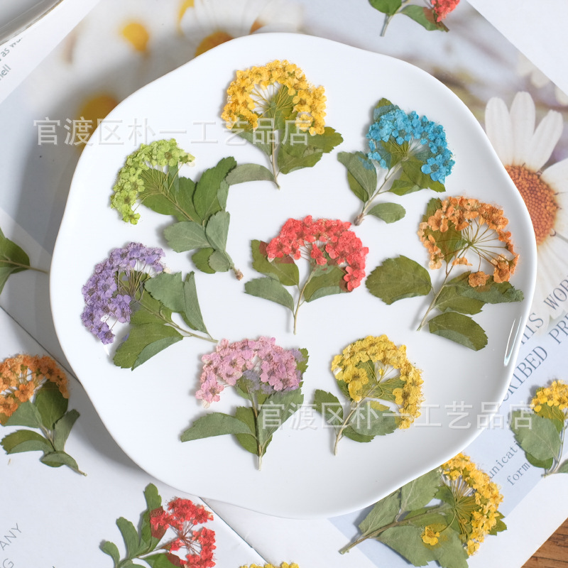 绣线菊带枝小水仙干花押花滴胶树脂贴花植物标本diy手工压花配件