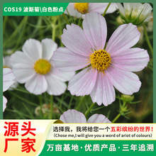 ��˹�ջ��N�Ӹ�ɣ���N�����߲ʻ��N�ļ��_���׻��ͥԺ����N��