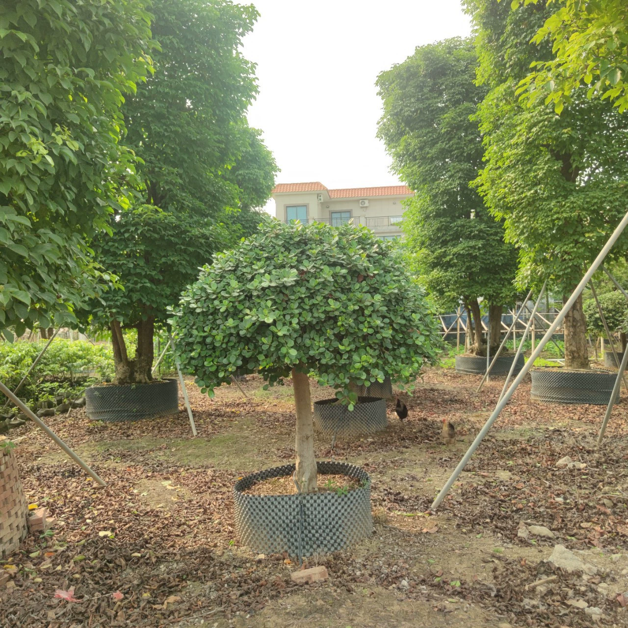 2404 оптовая поставка садовой базы с высоким полюсом