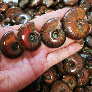 �羳��Ȼ�߲��ݻ�ʯ�ݾ�ʯ���ݹ����ﻯʯ�V��˱�ԭʯ����[��Ʒ