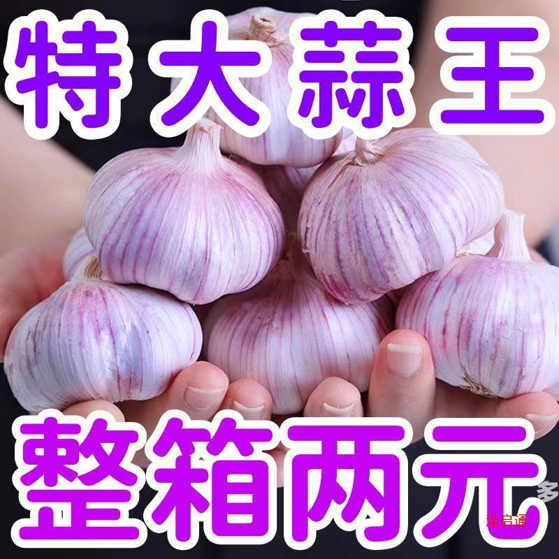 批发紫皮大蒜新鲜大蒜包邮紫皮大蒜直降蒜头头大首单新干中国大陆|undefined