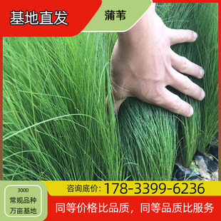 Poa Flower Seedling Potted Base Planting, Four-Season Flowering, Courtyard Planting, Green Plant Project, Greening Seedlings, Easy to Breed