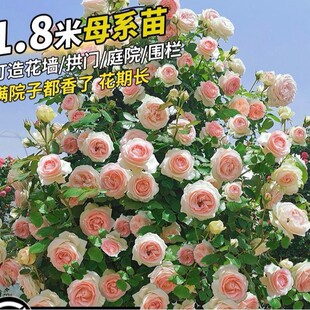 �ļ��Nޱ�����ٱ��¼�ͥԺ����ֲ�ﻨ�������̨õ������ļ��_��