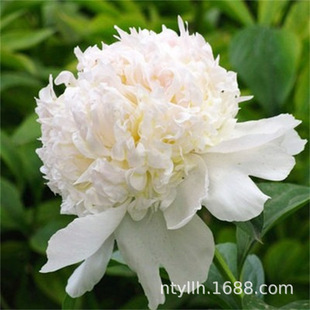 ������ș�����ļ��׻����������ֲ���҃�����ͥԺ���Ի����K��ѿ