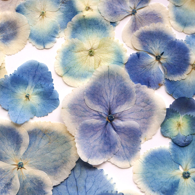 Павлин Гортензия сушеный цветок тисненое лицо цветок настоящий цветок образец растения живопись DIY Материал капельный клей фоторамка Закладка цветочный материал