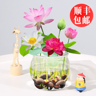 ��ɏˮ��ֲ���҃Ⱥ��B�ļ��_�������ɫ��ɏ����ˮ��ˮ�B���ܾGֲ